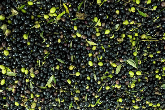 Olive e Olio Extra Vergine di Oliva Inserrata: differenza tra Biologico e IGP Toscano