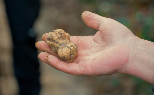inserrata truffle hunting experience in san miniato tuscany