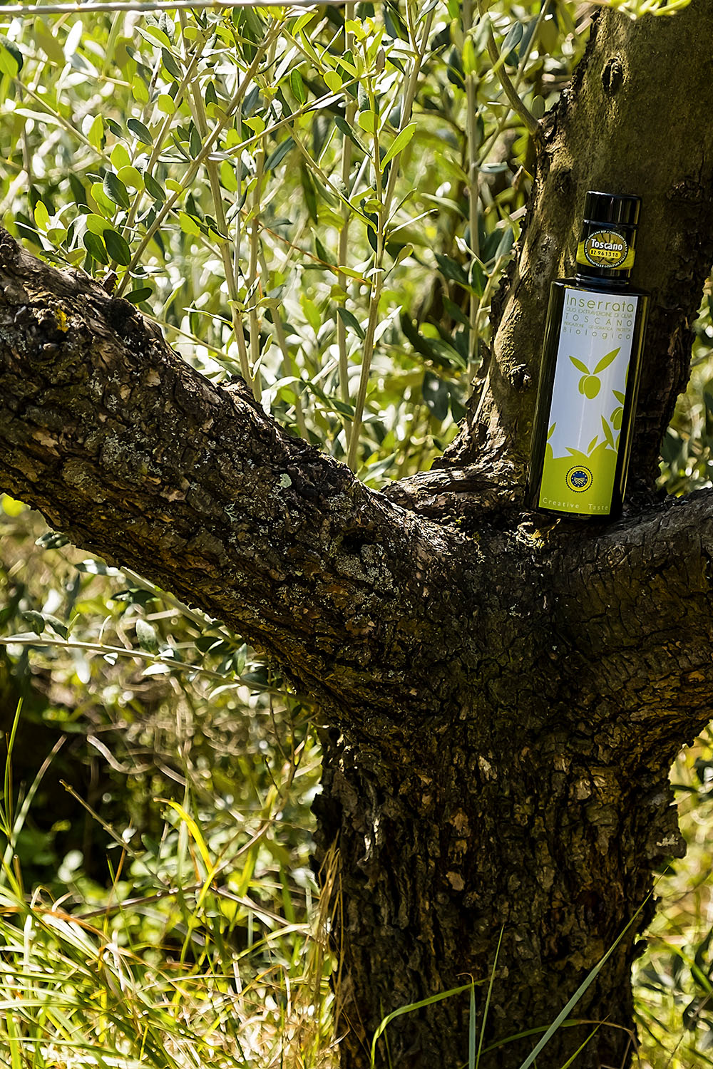 visit olive oil grooves in tuscany