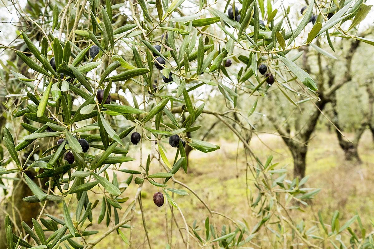 organic olive oil tasting in san miniato tuscany