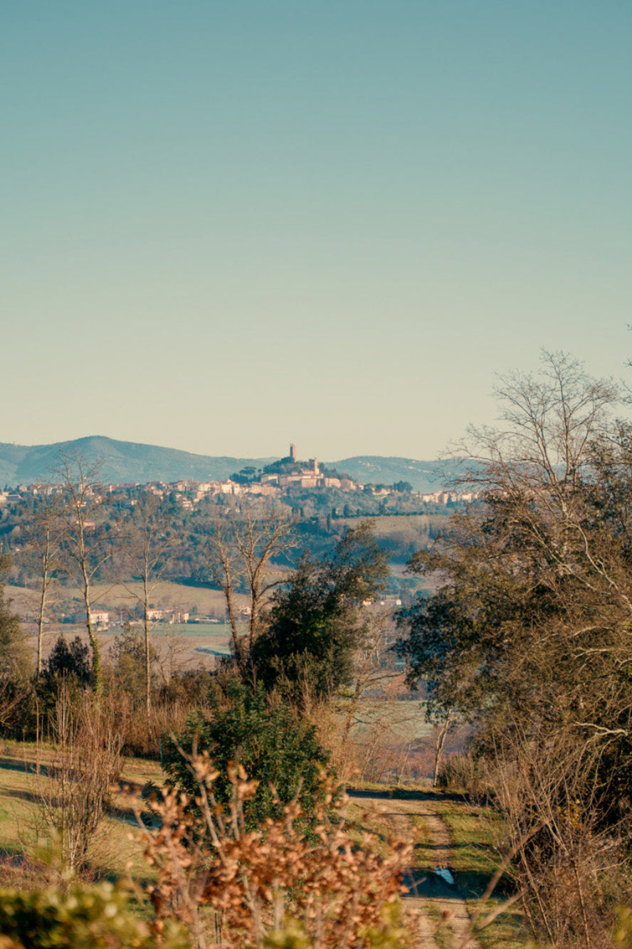 san miniato best truffle hunting experience in tuscany
