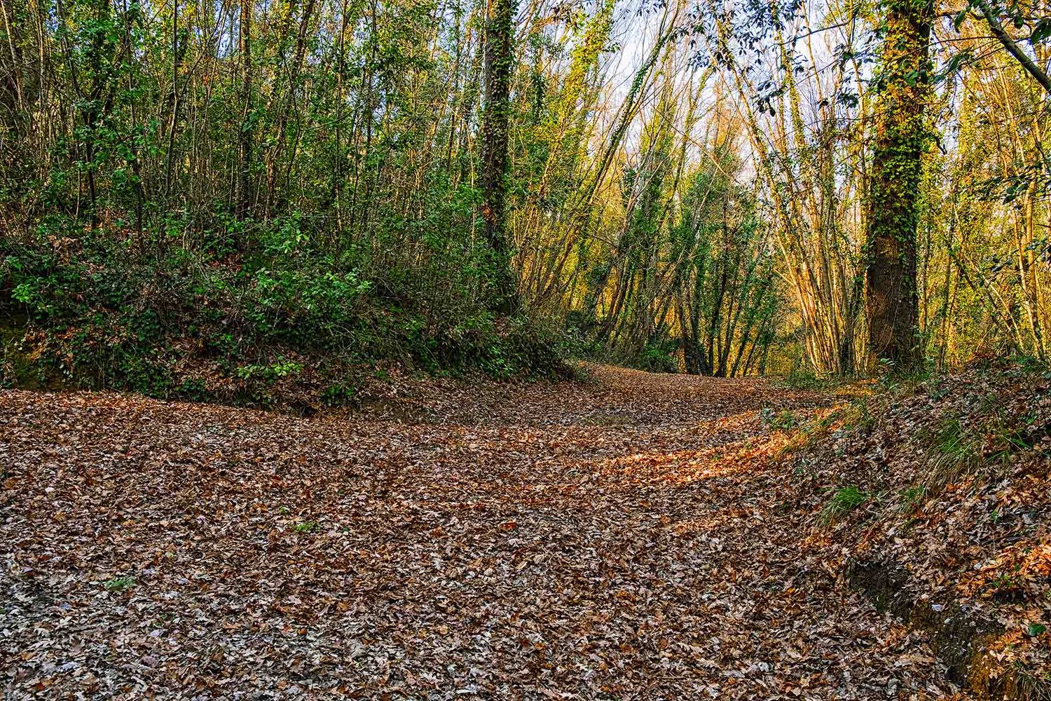 white truffle hunting at inserrata sanminiato